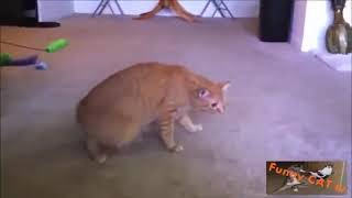 Dogs and Cats First Time Meeting Pets Collection by CatsNDogs365 10 views 4 years ago 1 minute, 29 seconds