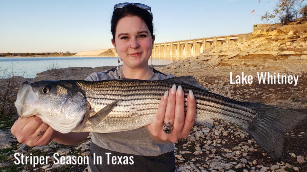 How To Catch Striped Bass & Scouting Out Fishing Lake Whitney 