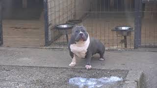 AMERICAN  BULLY SAVAGE BLOODY HUNGRY FOR FIGHT........NOOOTTTTT  :))))