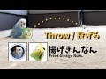 ﾎﾟ-ｲｯ (,,･✧･)ﾉ ⌒◉ セキセイインコの揚げぎんなん投げ / Budgie's Fried Ginkgo Nuts Throw. [#048]