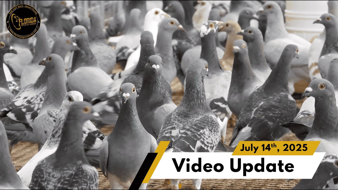 Florida Pigeon Derby July 14th, 2025 Loft Update