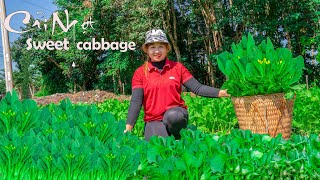 Harvesting Cabbage Goes market sell- Cook delicious meals | Lucia Daily Life