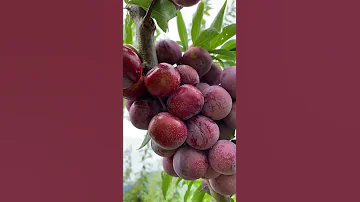 Best Relaxing Fruit Tree Farming Oddly Satisfying Fresh Fruit Fruit Ninja Harvesting 545 