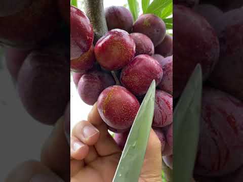Best Relaxing Fruit Tree Farming Oddly Satisfying Fresh Fruit Fruit Ninja Harvesting 545 