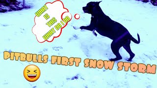Pitbulls First Time In The Snow