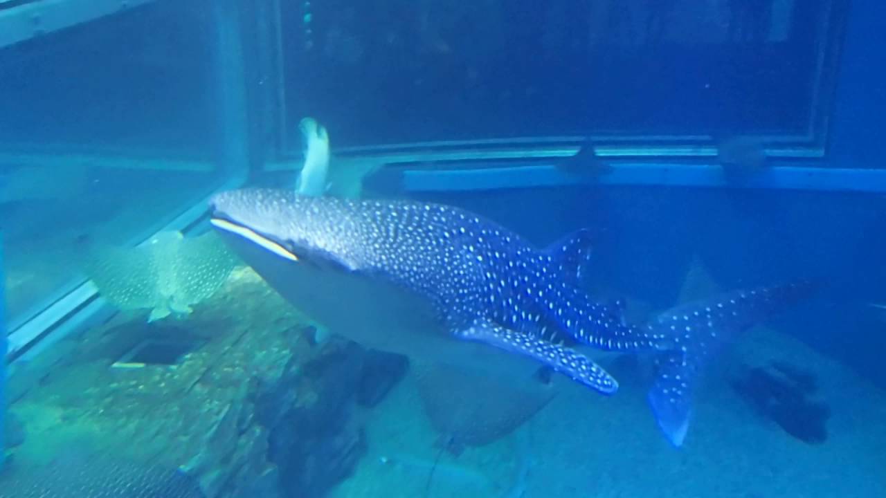 ツマグロ サメ とジンベエザメ 海遊館 Youtube