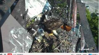 05282012904Am Edt Cornell Red-Tailed Hawks