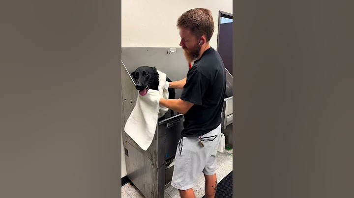 Black Shepherd #shorts #shortvideo #puppy #germanshepherd #shepherdgrooming #dogwash dogw
