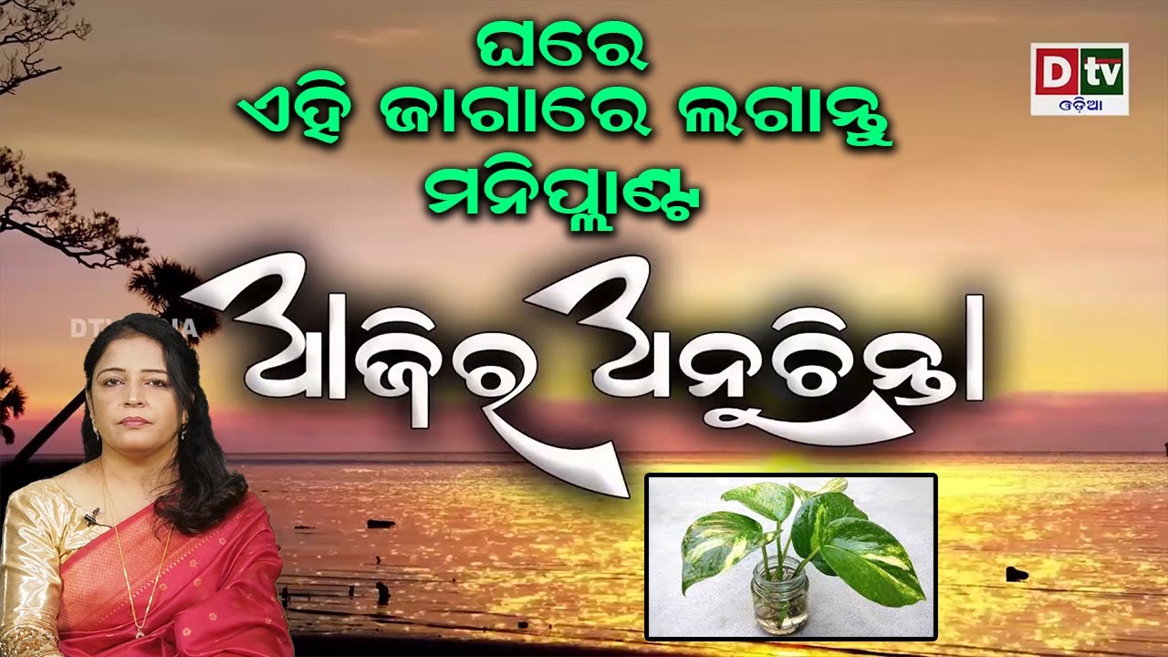 ଘରେ ଏହି ଜାଗାରେ ଲଗାନ୍ତୁ ମନିପ୍ଲାଣ୍ଟ  | Ajira Anuchinta |