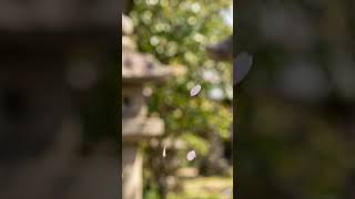 Falling Sakura Petals — Calm Japan Ambience for Sleep & Focus