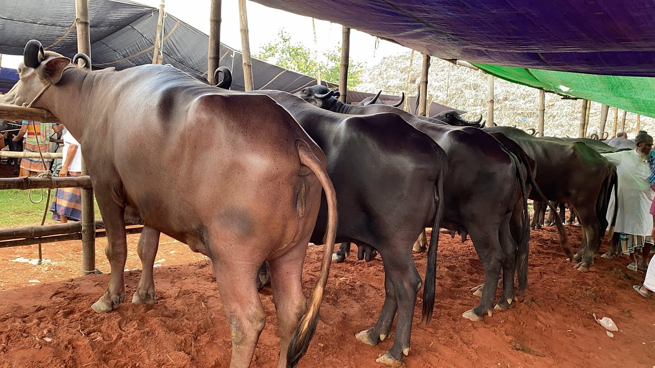 ফারুক বেপারির আজকের গাভি মহিষের বাজার দর 