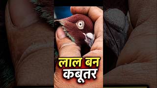 😲 ऐसा लाल बन कबूतर पहले नहीं देखा होगा 🕊️🔥 #shorts #youtubeshorts #ytshorts #viral