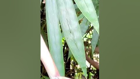 Vào rừng hái hoa chuối + bẻ măng - Ôn Nhã Phương