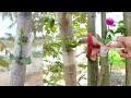 Easy grafting, really good seedlings part 16
