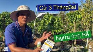 Cử 3 tháng 3al, ngừa úng rễ,chăm sóc mai vàng trồng chậu….