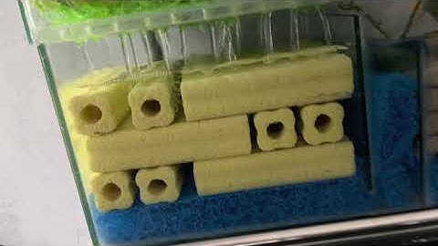 Đèn UV nên đặt trong ngăn nào cuar hộp lọc hồ cá rông?