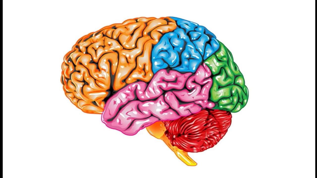 Brain 72. Изображение мозга. Головной мозг. Изображение мозга человека.