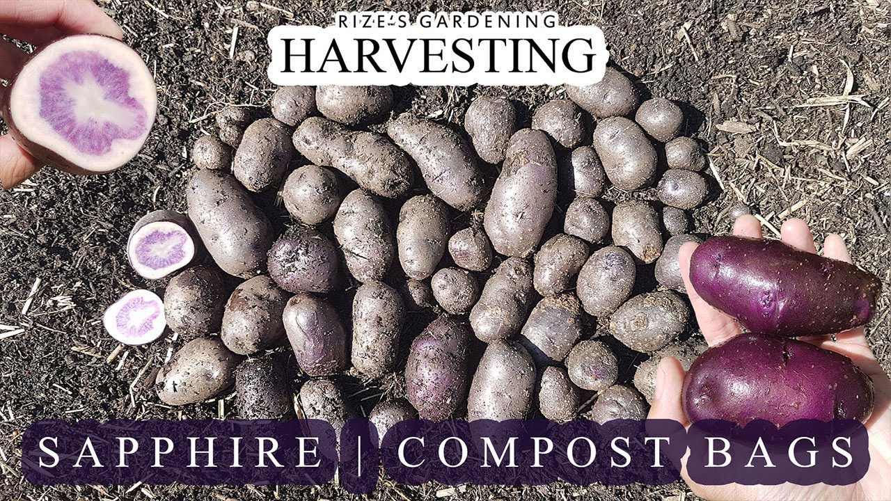 First time harvesting Sapphire!(Dark Purple Potatoes w/ Purple Flesh!) - 70 Days