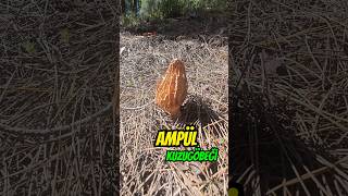 Ampul Gibi Kuzugöbeği