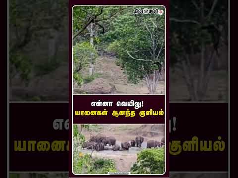 என்னா வெயிலு! யானைகள் ஆனந்த குளியல்