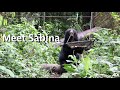 Sabina: the shyest of our rescued bears