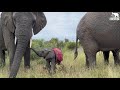 Baby bull phabeni has created new dynamics in the elephant herd