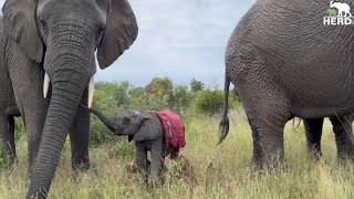 Baby Bull, Phabeni Has Created New Dynamics in the Elephant Herd by HERD Elephant Orphanage South Africa 137,047 views 1 month ago 22 minutes