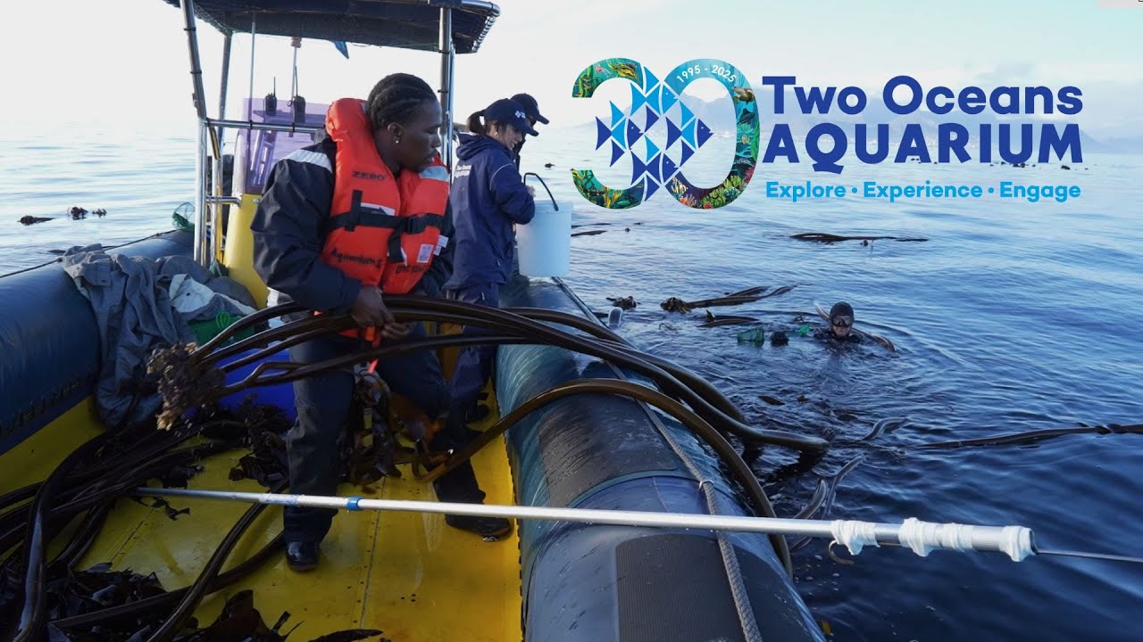 From sea to exhibit: 30 years of kelp magic 🌿
