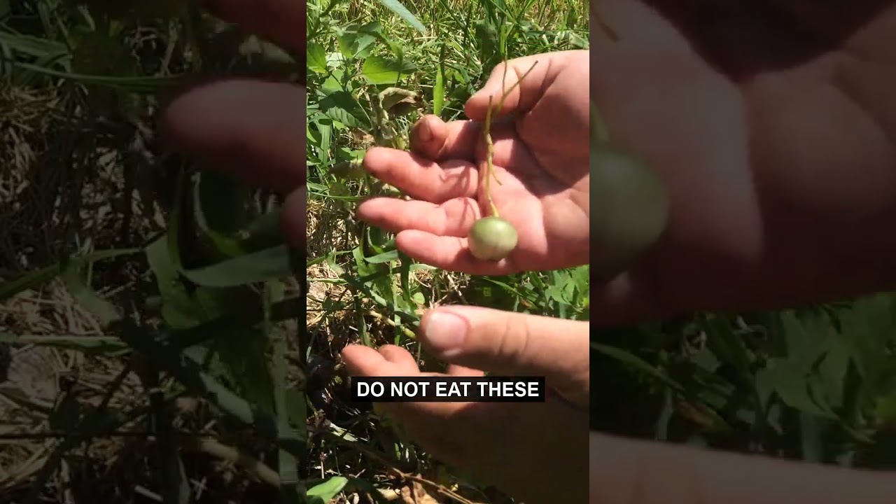 Potato Plants Can Grow These Berries