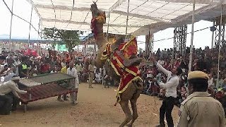 ऊँट का कमाल का डांस : पुष्कर मेला 2017 Beautiful Camel Dance : Pushkar Mela 2017: