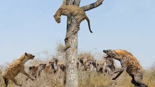 Mother Cheetah Save Her Cubs From Hyenas Hunting | Leopard vs Hyenas | Aniamals Save Another Animals Cheetah Mother Tries Saving Cub After Leopard Catches It