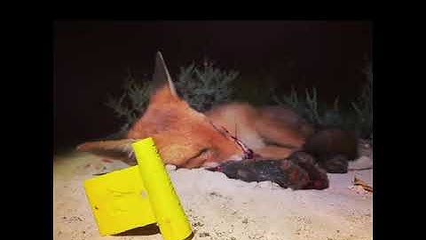 foxcalls.com compilation