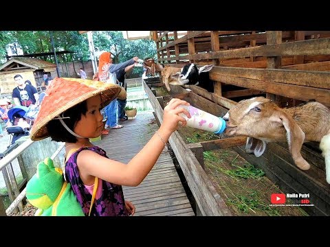 Naila Nangis Dipatok Ayam, TAPI SERU kasih makan dan susu hewan di KUNTUM FARMFIELD bogor