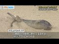 海の中道海岸の砂浜に大量のフグ 一体何が...