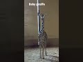 The cutest baby giraffe baby giraffe that will make you smile