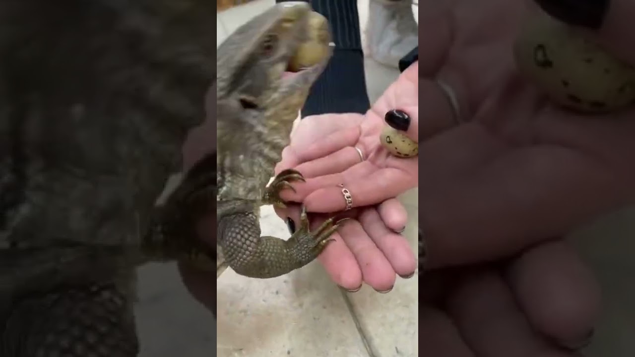 Сколько яиц в животе варана? Считаем! 