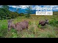 दक्षिण भारत के नीलगिरि तहर | Tamil Nadu: The Nilgiri Tahr Story | @RoundglassSustain