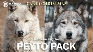 MEET THE PEYTO PACK! Canid Christmas at Yamnuska Wolfdog Sanctuary by Yamnuska Wolfdog Sanctuary 327 views 1 year ago 1 minute, 18 seconds
