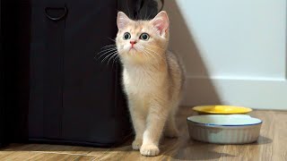 First 24 Hours With New Kitten Miso! by Munchkin 11,459 views 2 weeks ago 5 minutes, 16 seconds