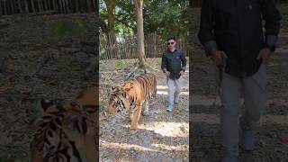 Tiger walk @Tiger Topia# Pattaya