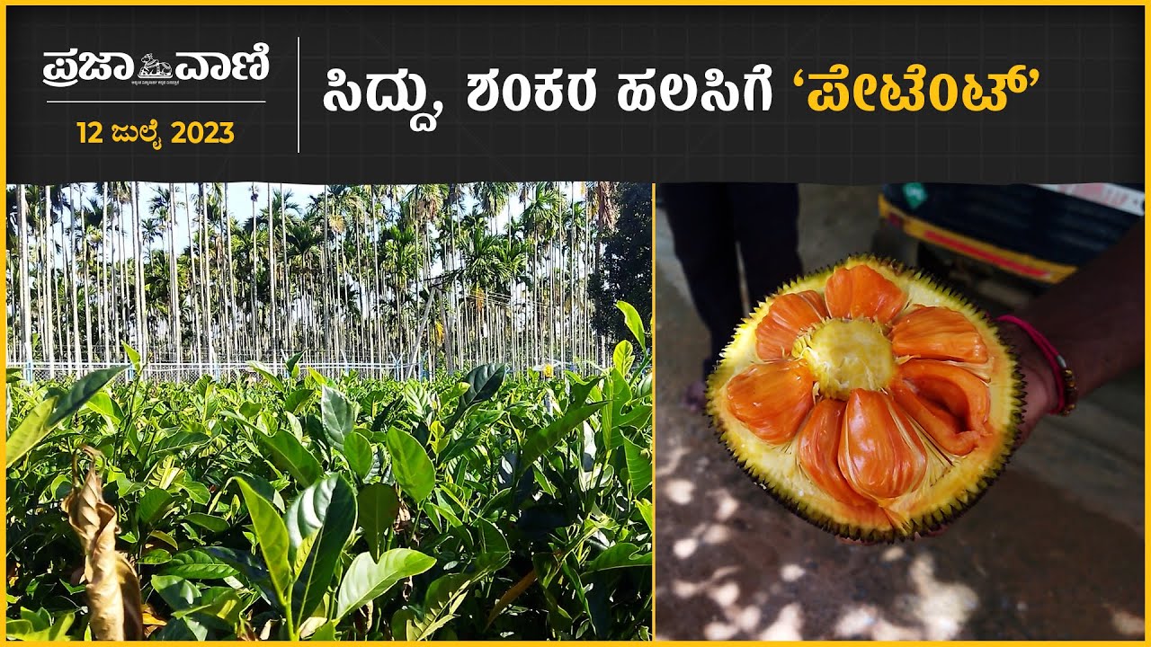 Siddu Shankara Jackfruit | ಸಿದ್ದು, ಶಂಕರ ಹಲಸಿಗೆ ‘ಪೇಟೆಂಟ್‌’
