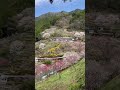 日本一綺麗な村行ったことある?高知は自然の都会やき#高知 #高知旅行 #高知観光 #春 #桜 #桃源郷