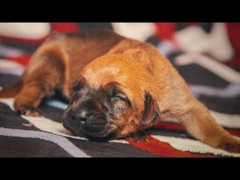 Raza de Perro FILA BRASILEÑO 🔥 Características, Cuidados y MÁS