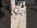 #pigeonlover #dobaj #homebread #pigeon #kabutar #highlights #viral