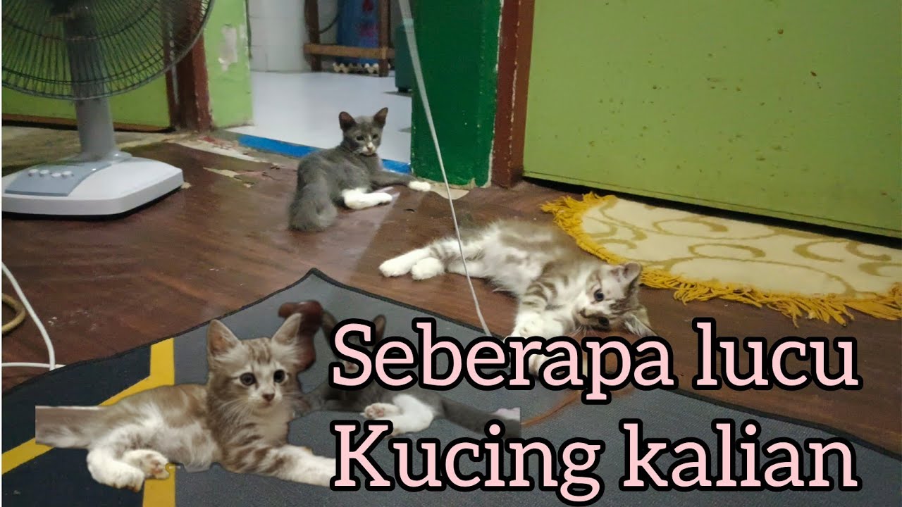Seberapa lucu kucing kalian Kalo Di ajak main #jojo #kucinglucu - YouTube