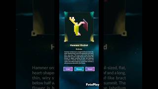 Nonogram Life | Plants - Normal - Hammer Orchid [20x20] #pixeption