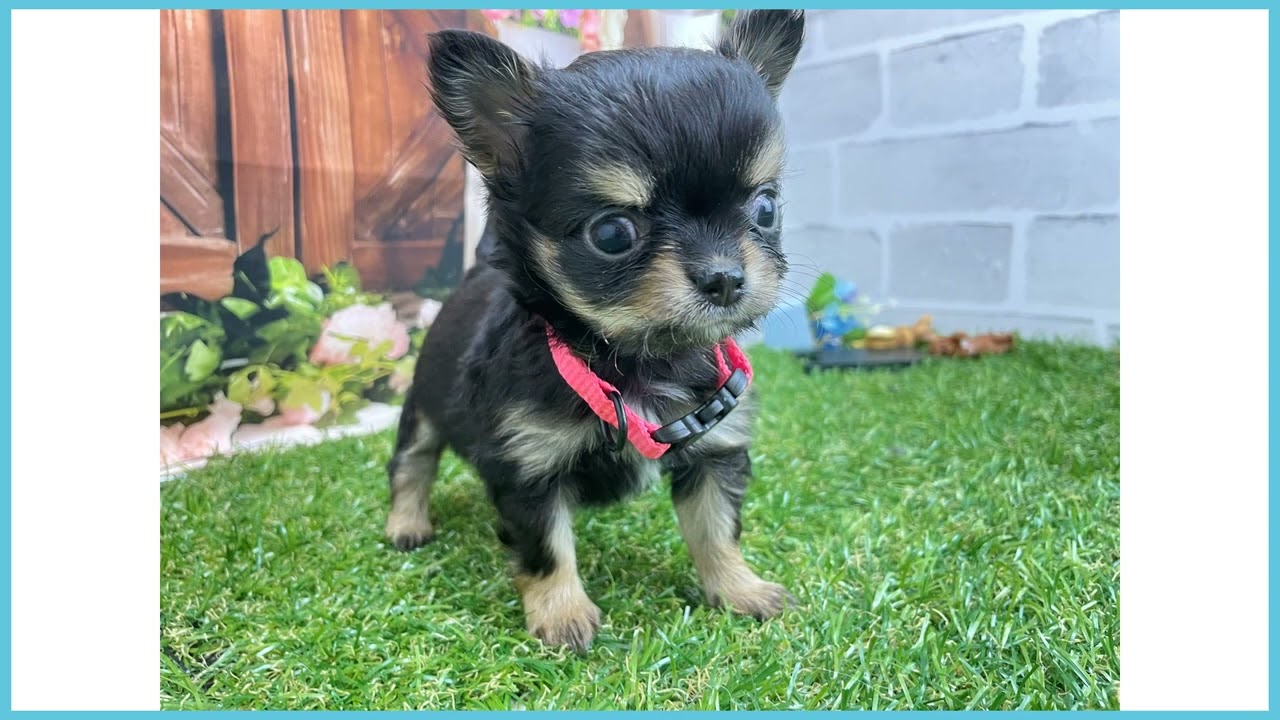 ケーセン チワワ ケーセン チワワ ケーセン チワワ ケーセン チワワ | krtek select toys