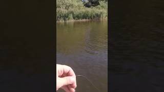 Окушок Тішить Активністю на Ультралайт! Спінінговий Жор на Десні 🎣#Рибалка #Ультралайт #Окунь
