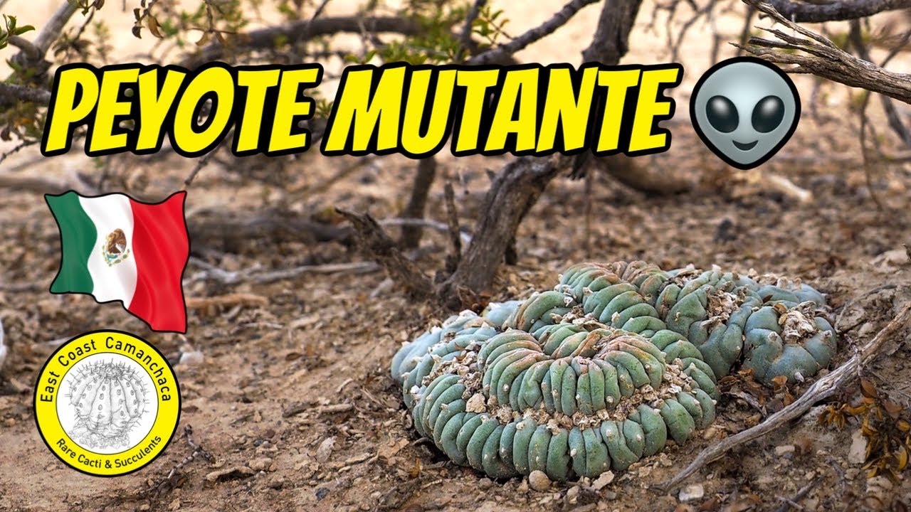 Encontramos una cresta de Lophophora williamsii!