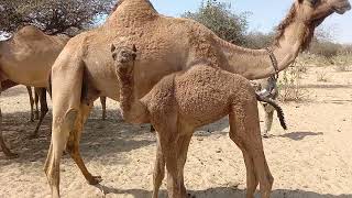 camel mast video 💥#animal #trending #viral by Animal thar parkar 599 views 2 months ago 1 minute, 22 seconds